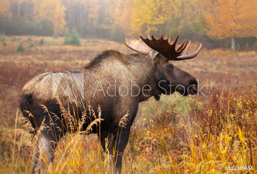 Picture of Moose Bull Alaska USA standing in a fall colour meadow